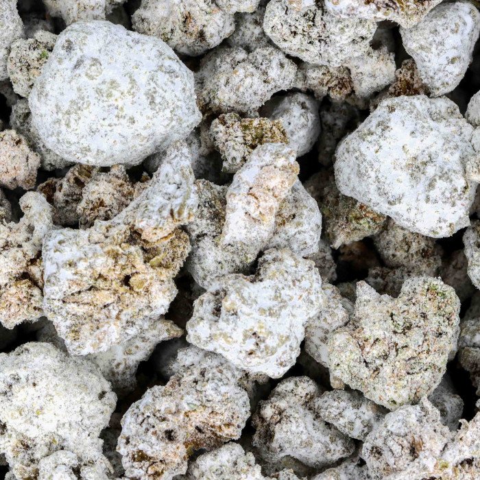 Mali pupoljci Ice Rocka