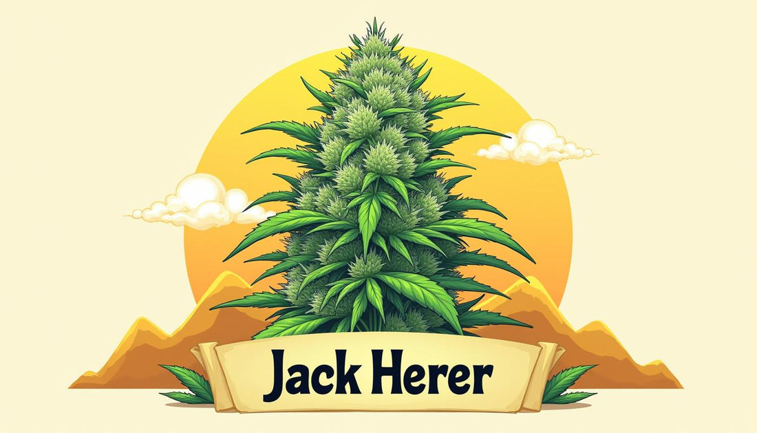 JACK HERER CBD MAFRENCHWEED LIGHT