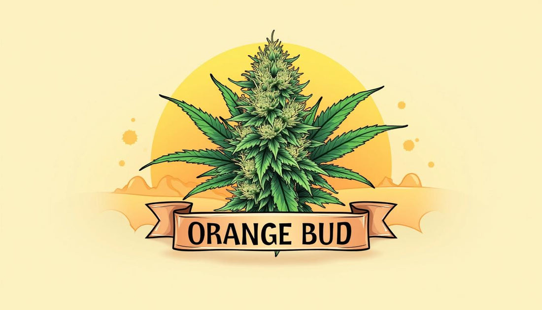 ORANGE BUD CBD MAFRENCHWEED LIGHT